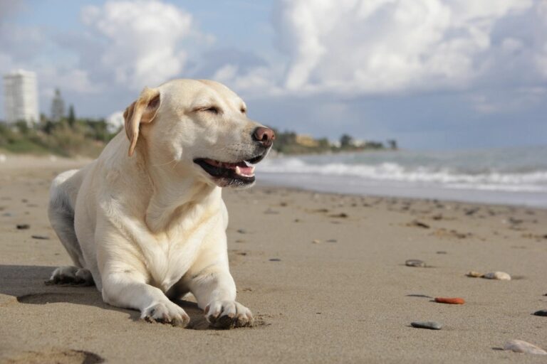 10 Dog Breeds That Will Fill Your Heart with Joy (And 10 That Will Fill Your Life With Adventure)