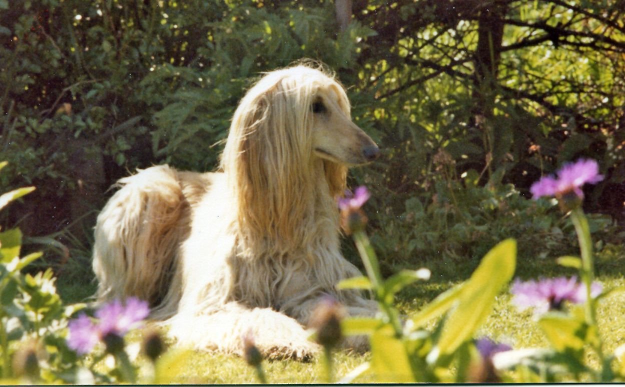 The Afghan Hound: Elegance Personified (image credits: wikimedia)