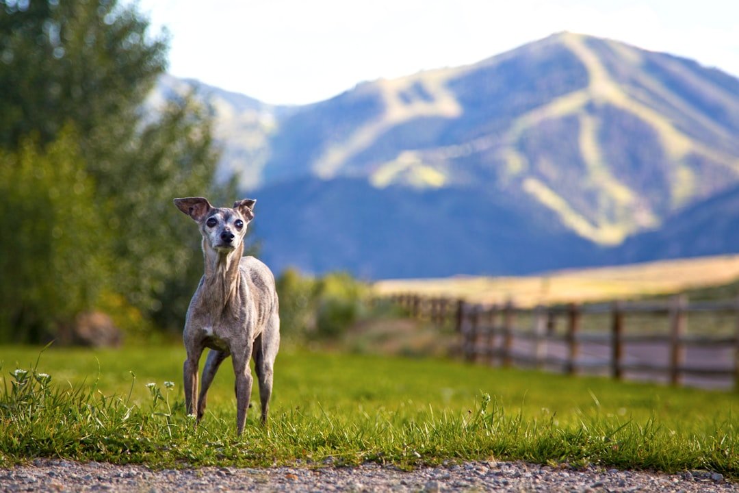The Italian Greyhound: Grace in Miniature (image credits: unsplash)