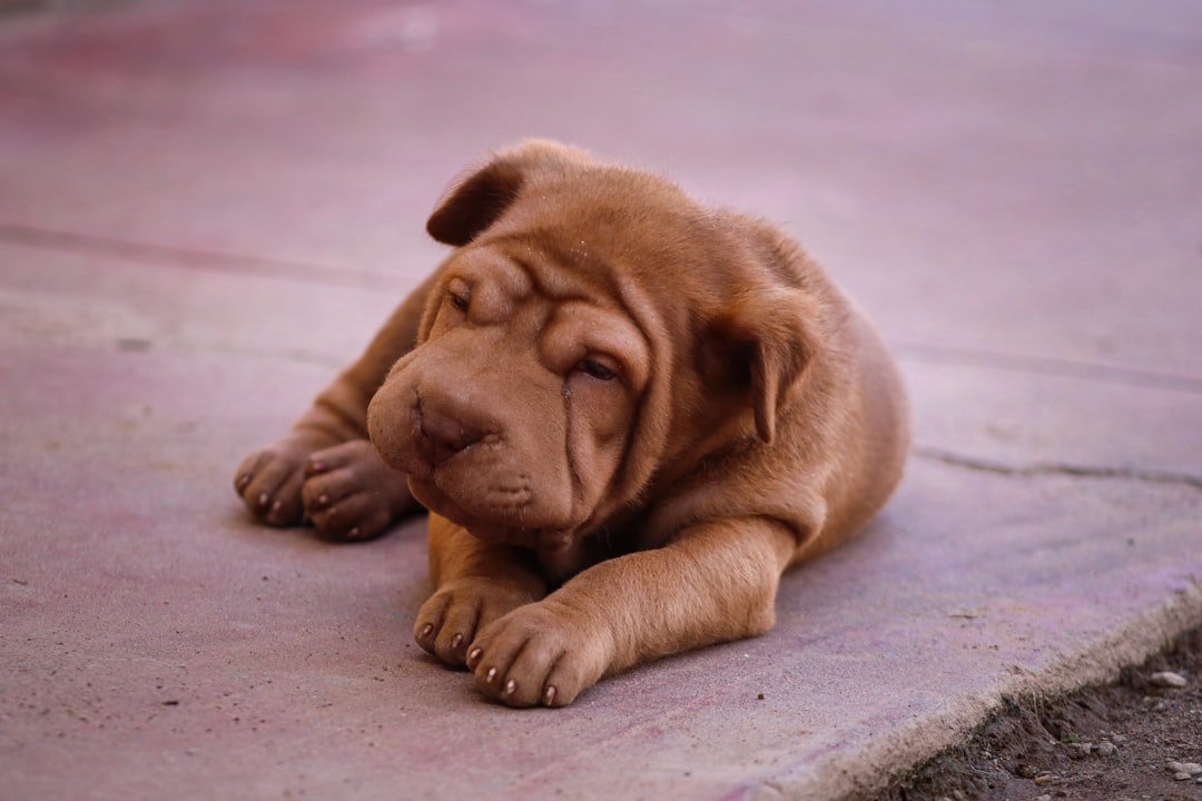 The Shar-Pei: The Wrinkled Philosopher (image credits: unsplash)