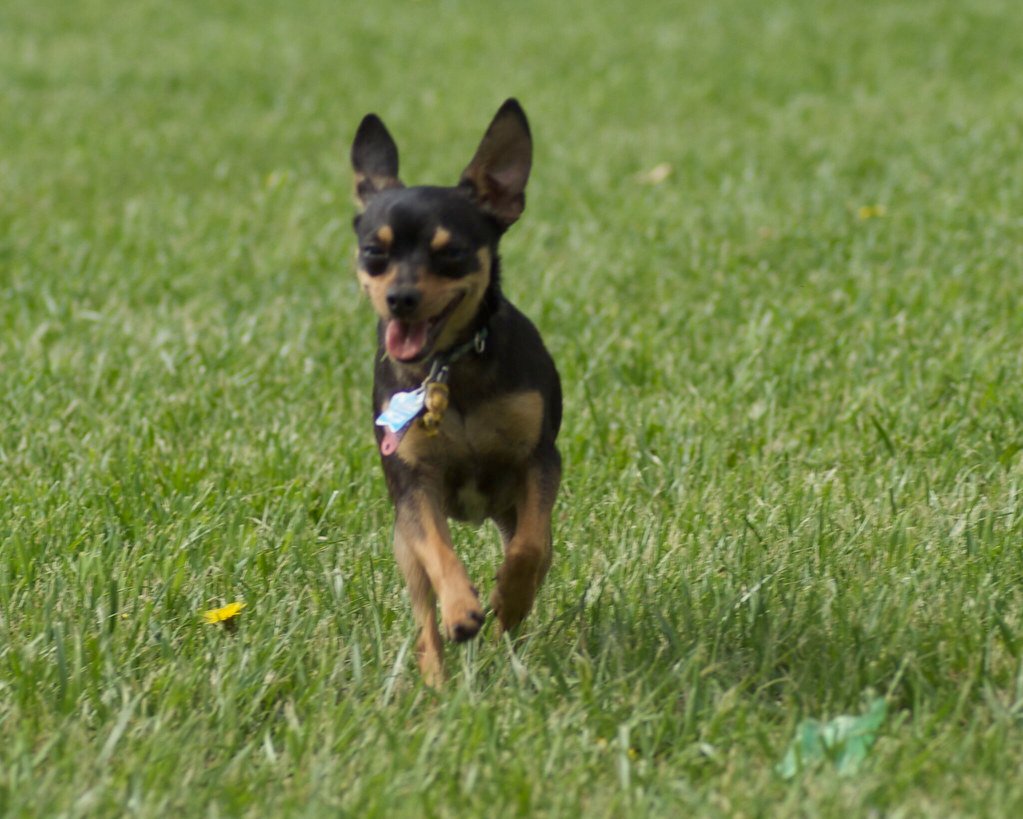 The Manchester Terrier: The Refined Ratter (image credits: flickr)