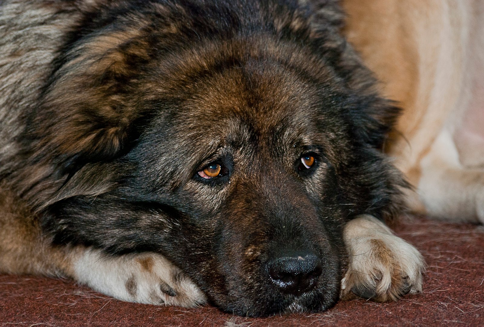 The Science Behind a Dog's Awareness of Death (image credits: wikimedia)