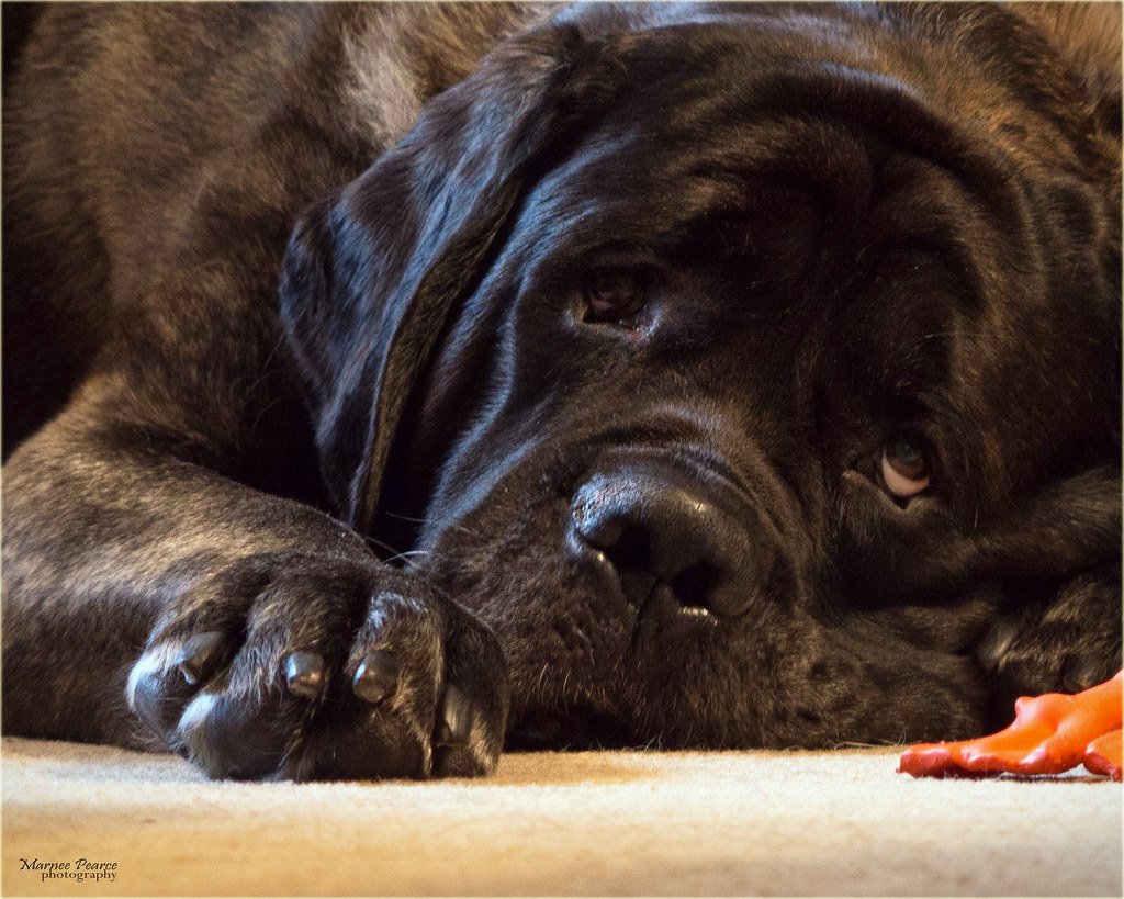 The Emotional Intelligence Behind the Gaze (image credits: flickr)