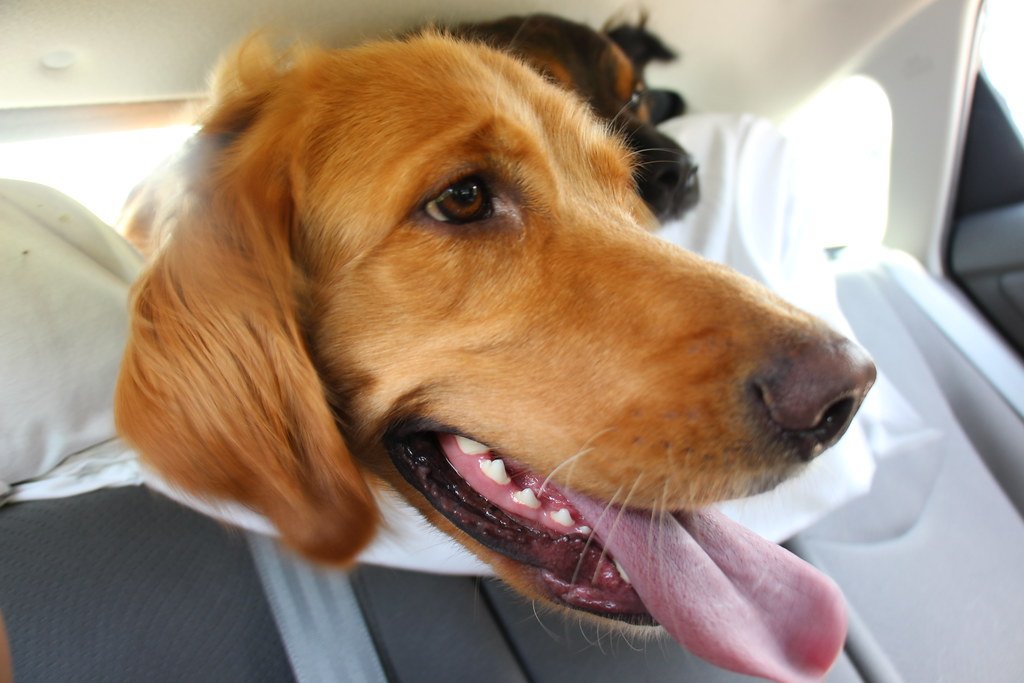 The Biological Changes Behind Final Behaviors (image credits: flickr)