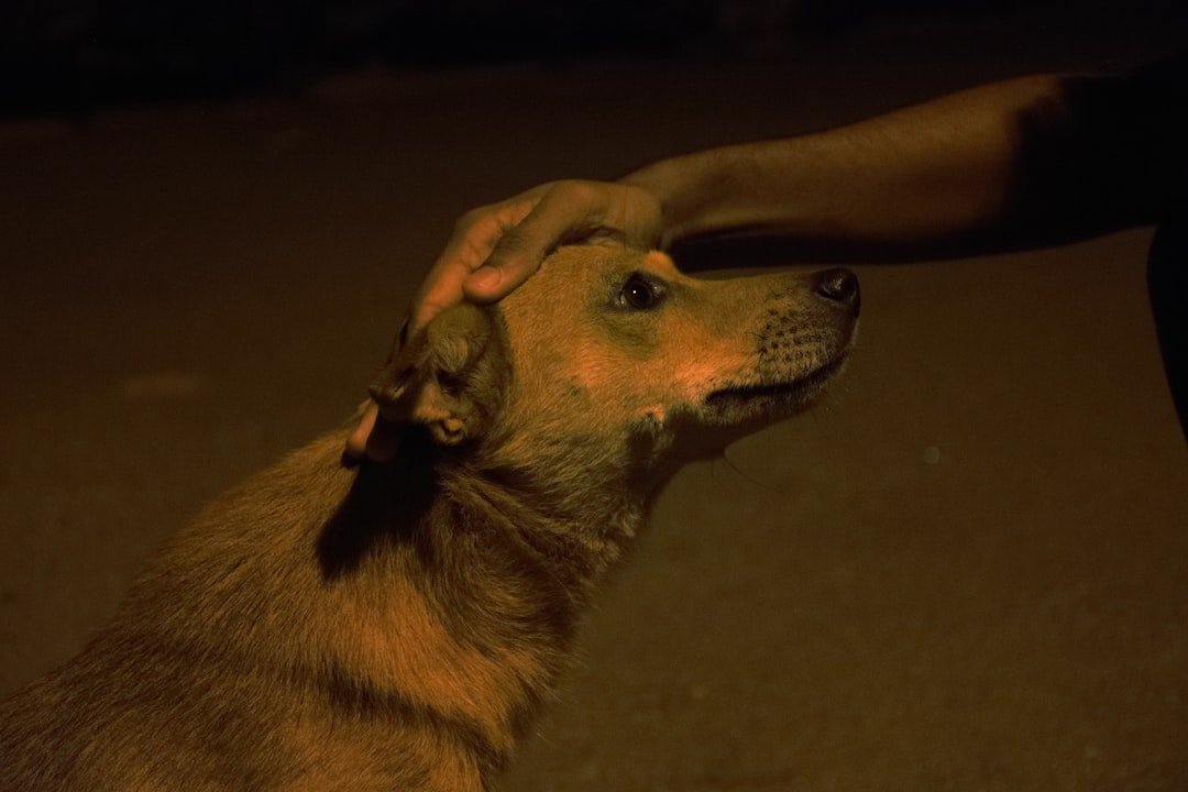The Different Ways Dogs Say Goodbye (image credits: unsplash)