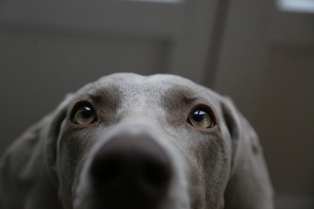 The Legacy of That Final Look (image credits: unsplash)