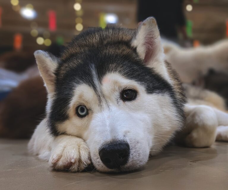 Why Dogs Look Into Your Eyes One Last Time Before Crossing the Rainbow Bridge