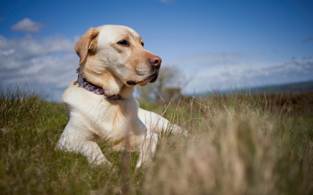 Labradors - America's Favorite Followers (image credits: unsplash)