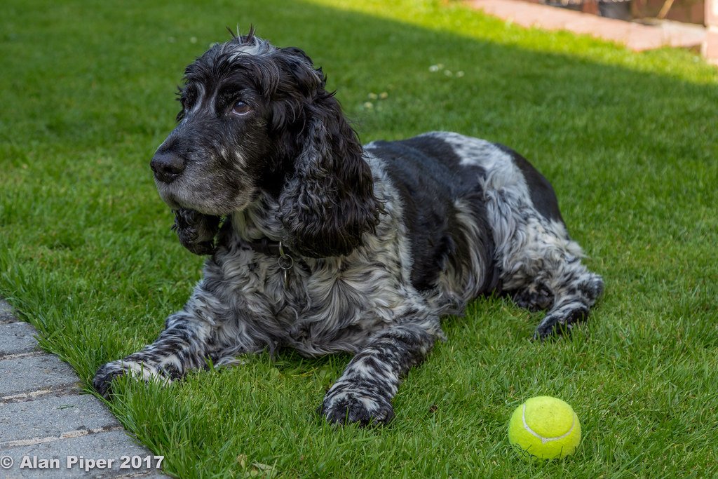 Cocker Spaniels - The Emotional Supporters (image credits: flickr)