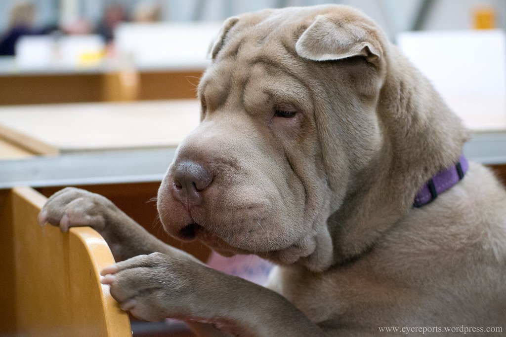 Shar Peis - The Wrinkled Introverts (image credits: flickr)