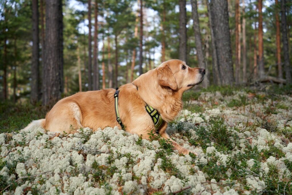 Golden Retriever - The Ultimate Emotional Support Champion