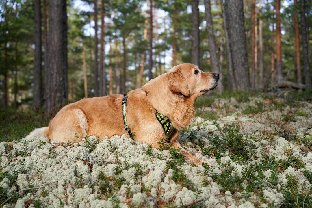 Golden Retriever - The Ultimate Emotional Support Champion (image credits: unsplash)