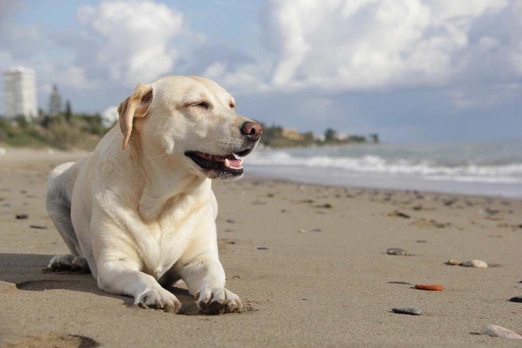 Labrador Retriever - Your Happy-Go-Lucky Stress Buster (image credits: rawpixel)