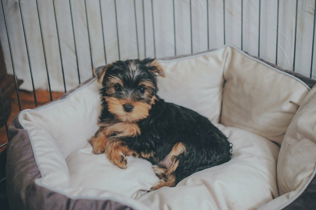 Yorkshire Terrier - The Tiny Emotional Powerhouse (image credits: unsplash)
