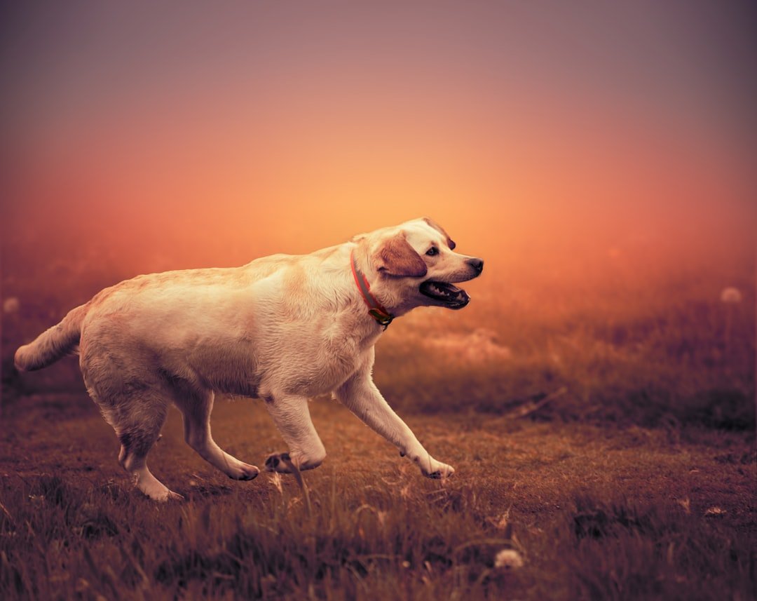 They're Waiting at Rainbow Bridge, Healthy and Whole (image credits: unsplash)