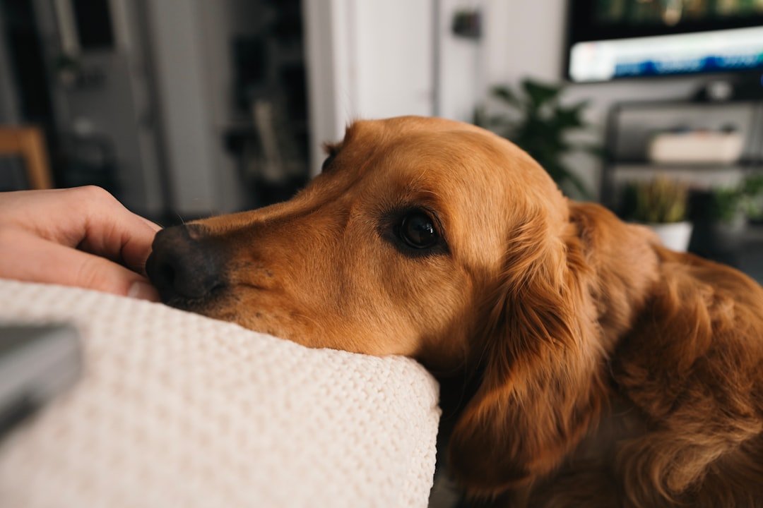 You Can Still Feel Their Presence Around You (image credits: unsplash)