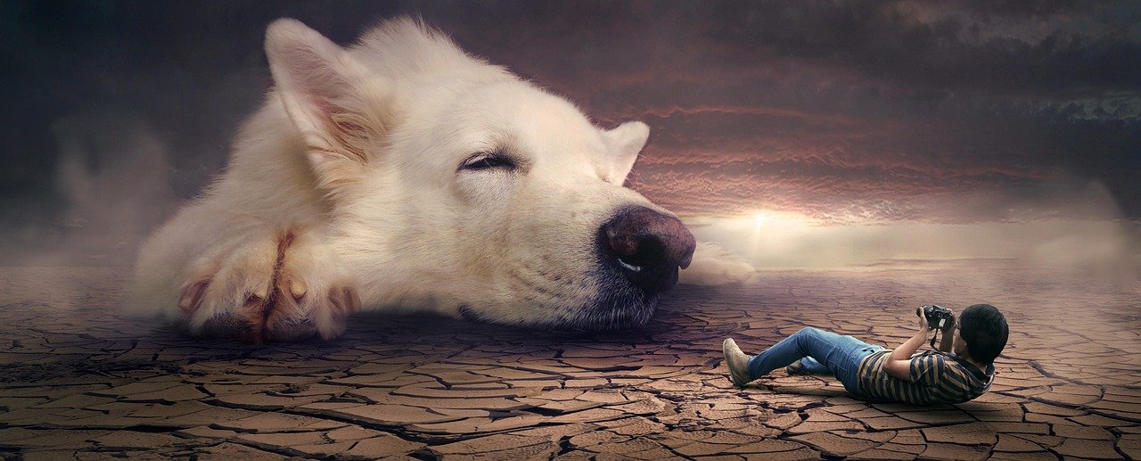 They Visit You in Dreams to Say Hello (image credits: pixabay)