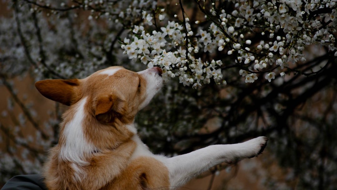 Their Scent Lingers in Miraculous Ways (image credits: unsplash)