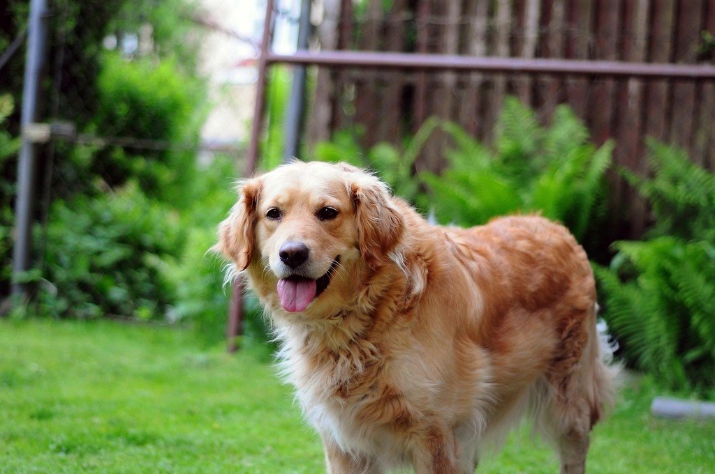 The Golden Retriever: Life's Ultimate