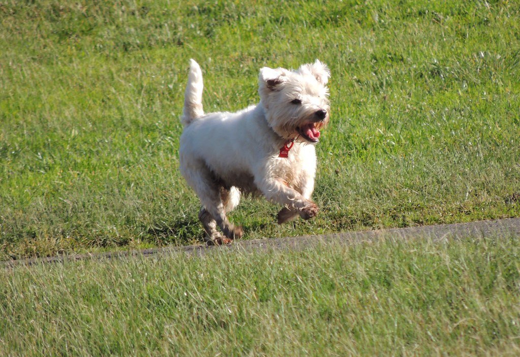Bichon Frise: The Fluffy Diplomat (image credits: flickr)