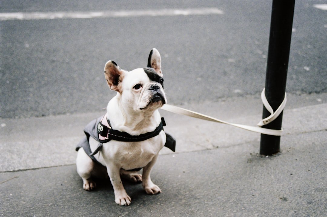 French Bulldog: The Chill City Companion (image credits: unsplash)
