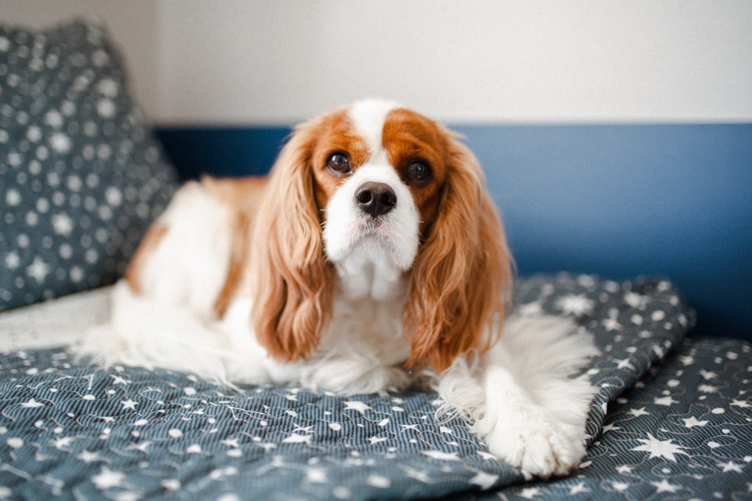 Cavalier King Charles Spaniel: The Easygoing Royal (image credits: unsplash)