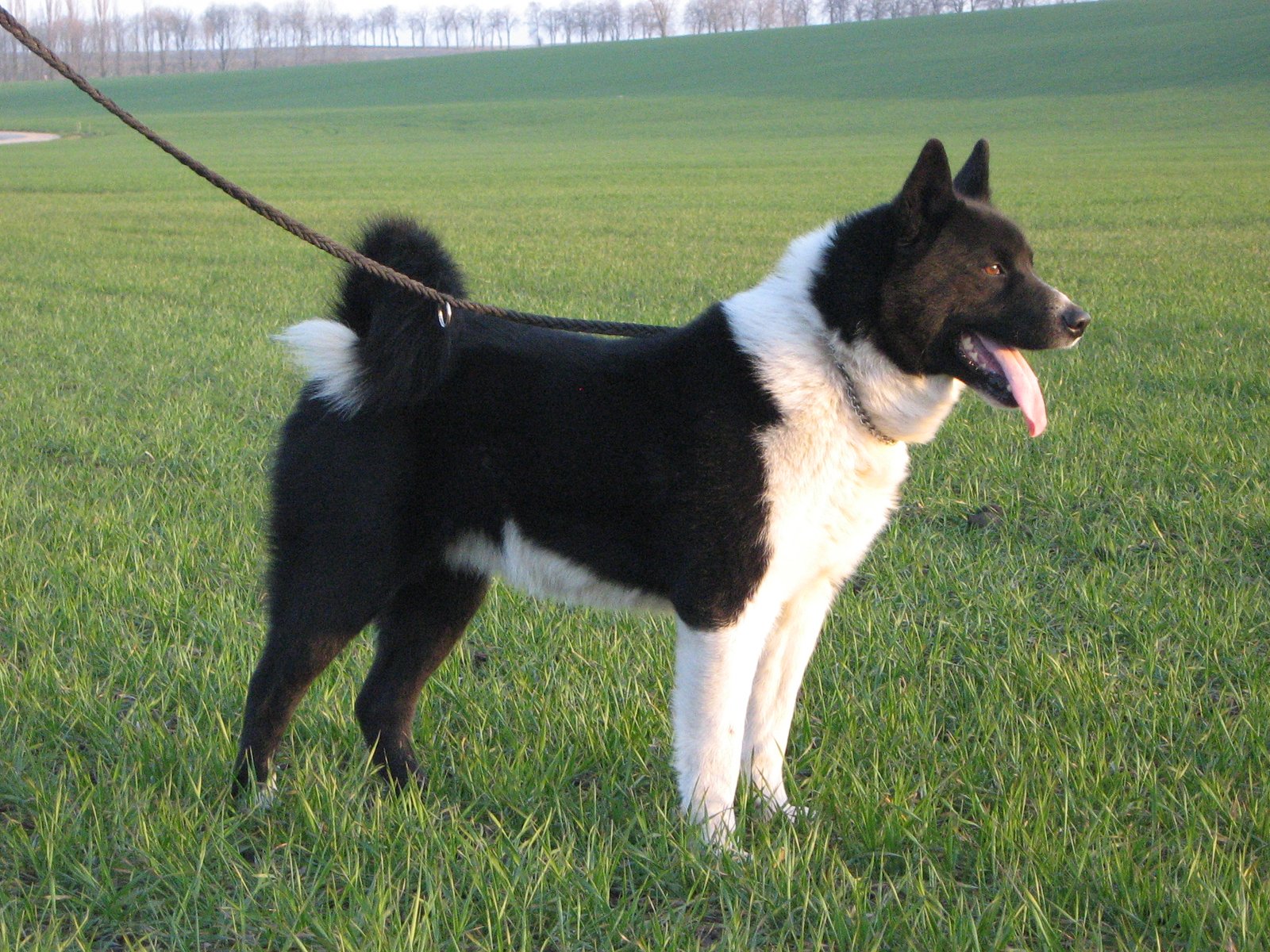The Karelian Bear Dog: Finland's Ultimate Bear Whisperer (image credits: wikimedia)