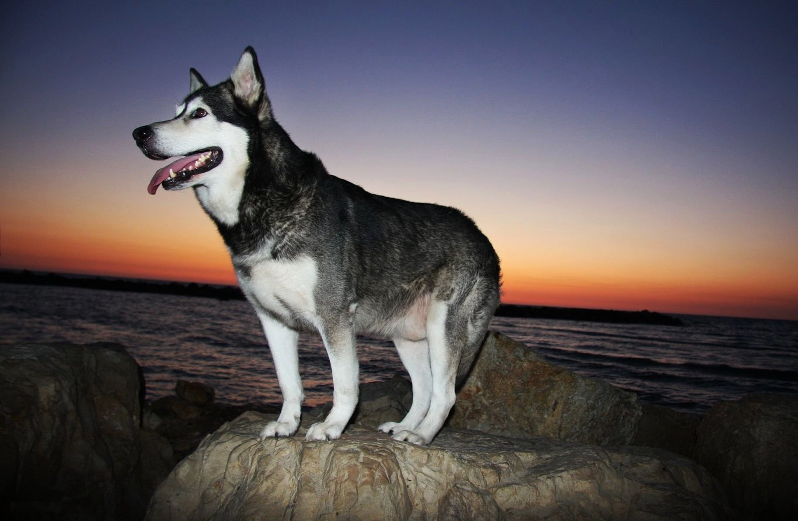 Alaskan Malamute: The Arctic Powerhouse (image credits: wikimedia)