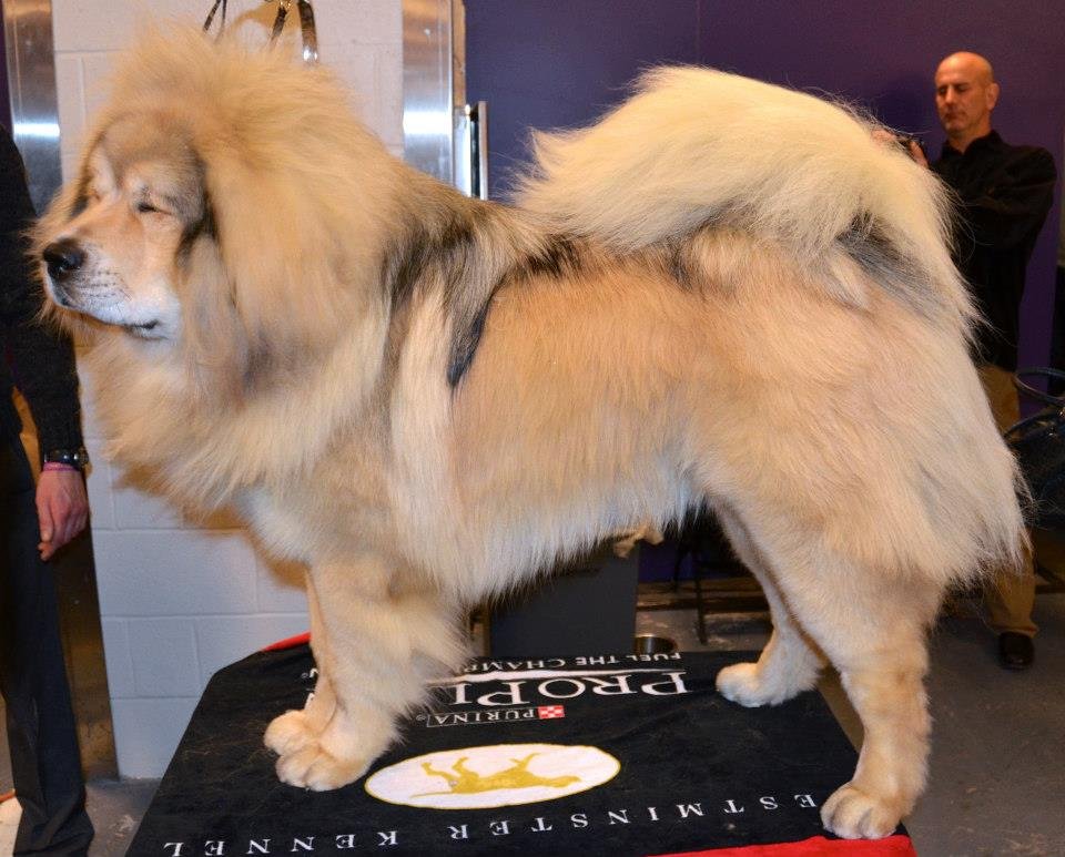 Tibetan Mastiff: The Mountain Monastery Guardian (image credits: wikimedia)