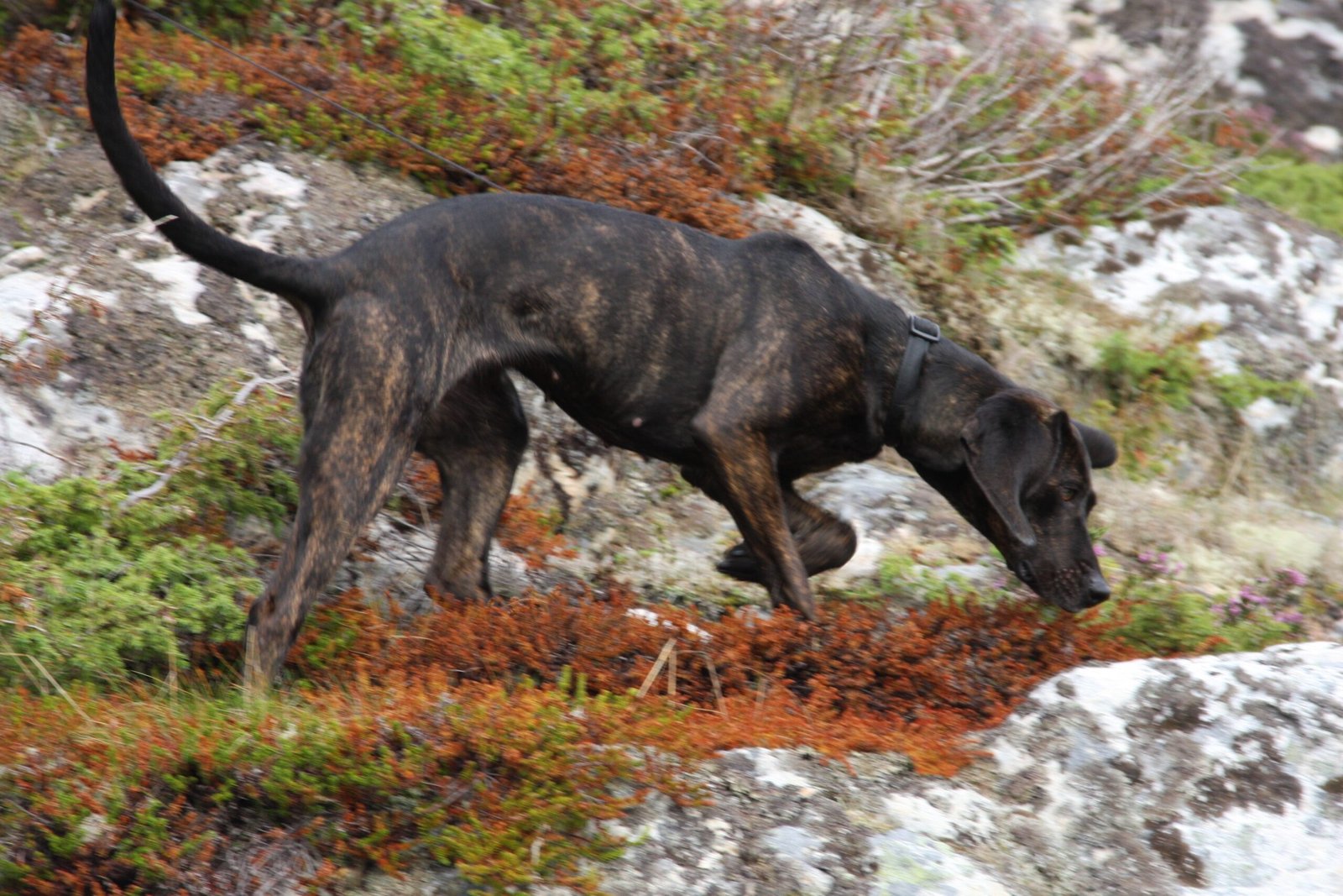 Plott Hound: North Carolina's Secret Weapon (image credits: wikimedia)
