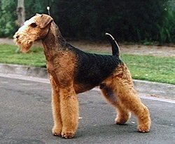 Airedale Terrier: The Small Dog with a Big Attitude (image credits: wikimedia)