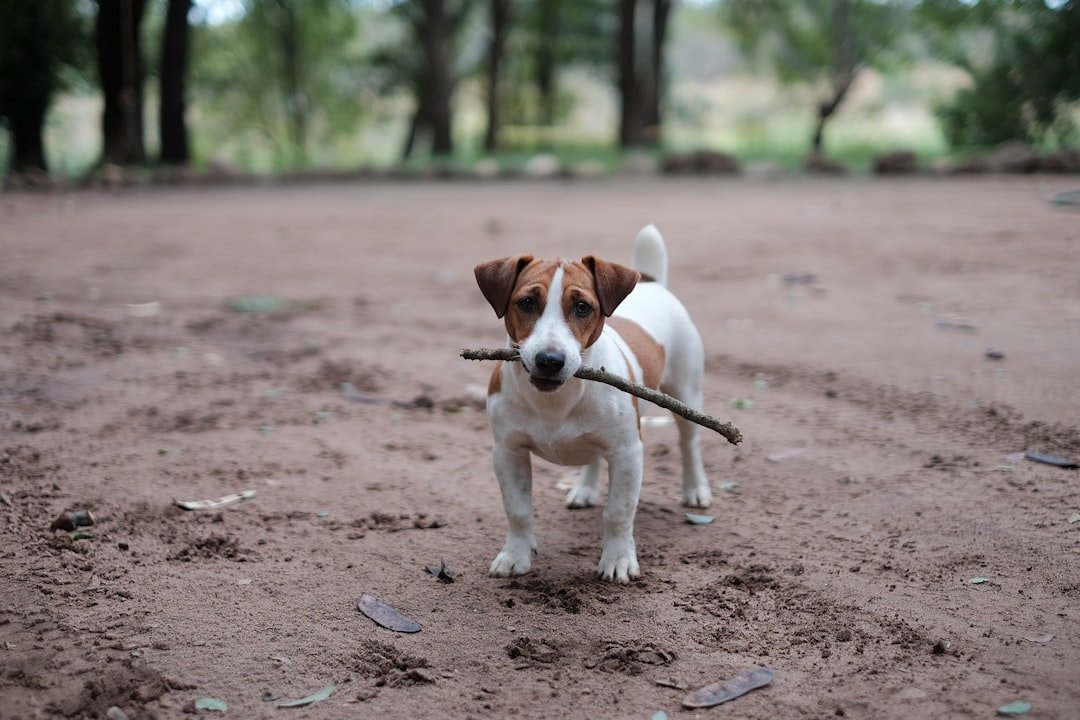 Jack Russell Terrier: Proof That Size Doesn't Always Matter (image credits: unsplash)