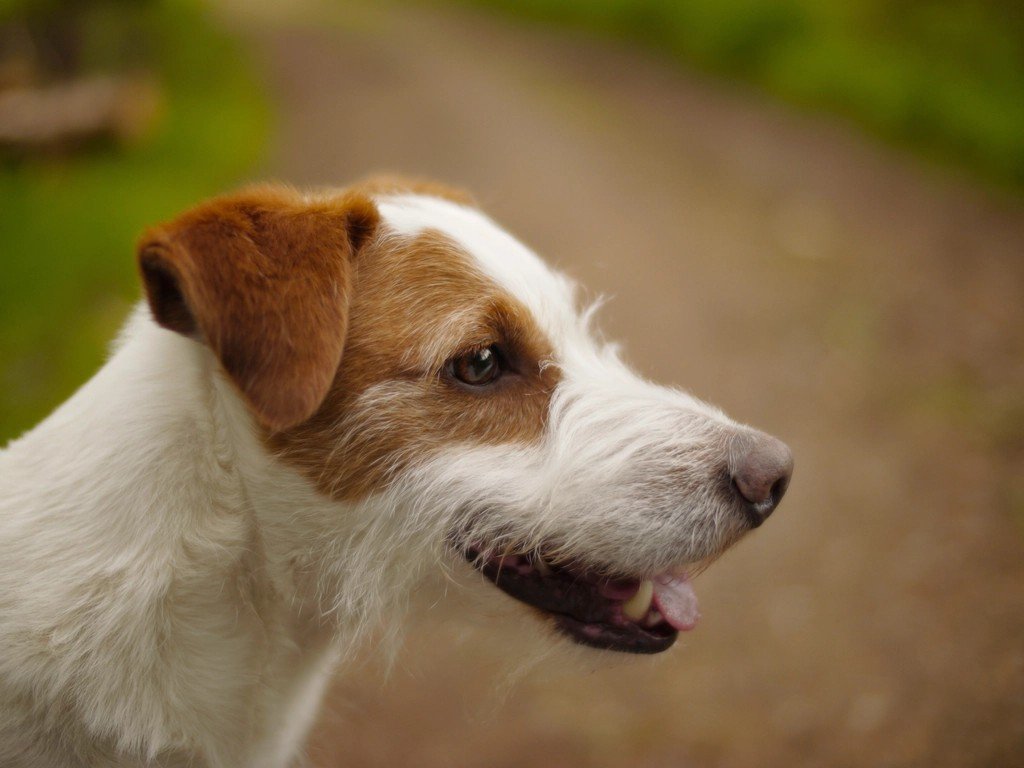 Russell Terrier: The Pocket-Sized Warrior (image credits: rawpixel)