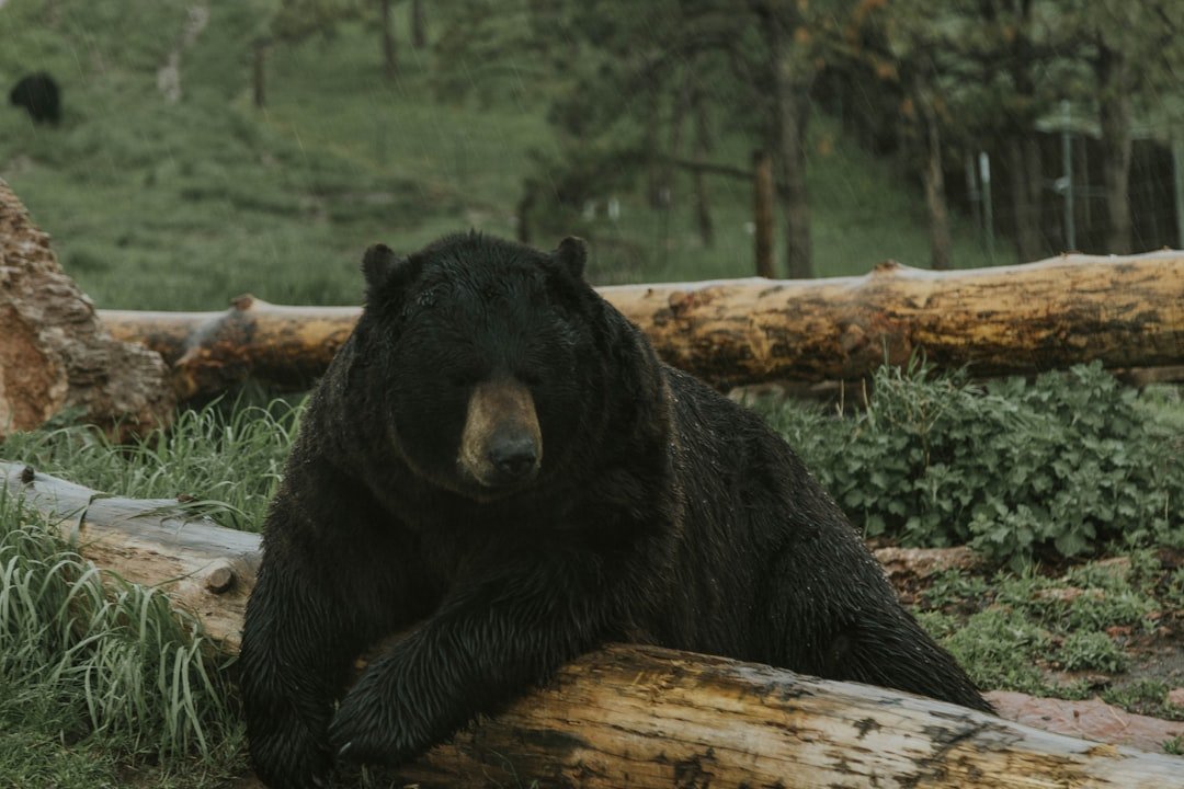 The Psychology of Bear Deterrence: Why It Actually Works (image credits: unsplash)