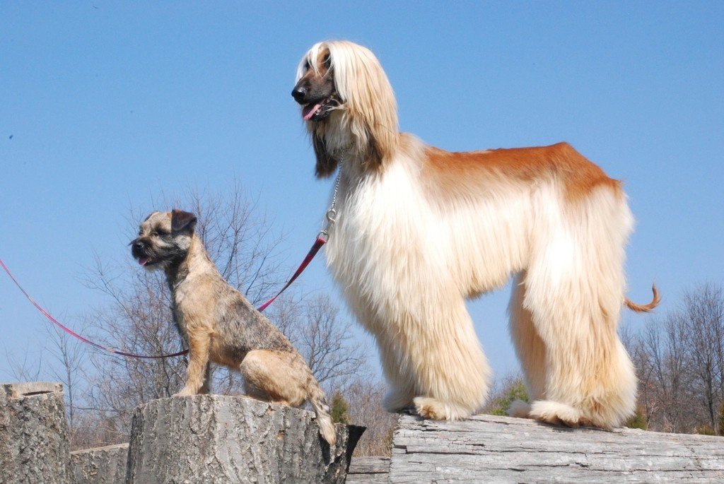 The Afghan Hound: Elegant Independence (image credits: rawpixel)