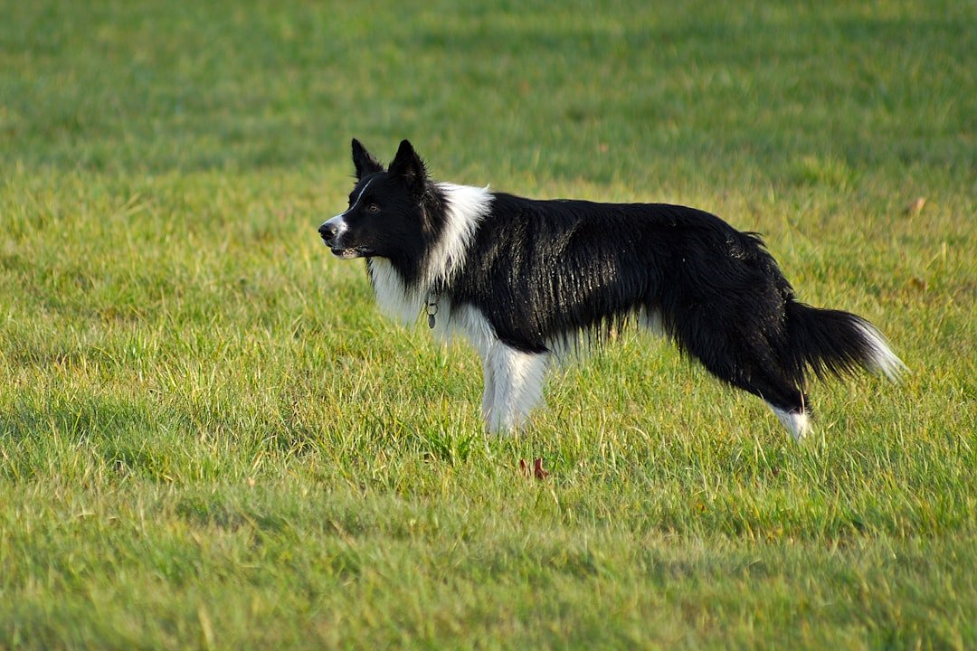The Border Collie: The Intense Observer (image credits: unsplash)