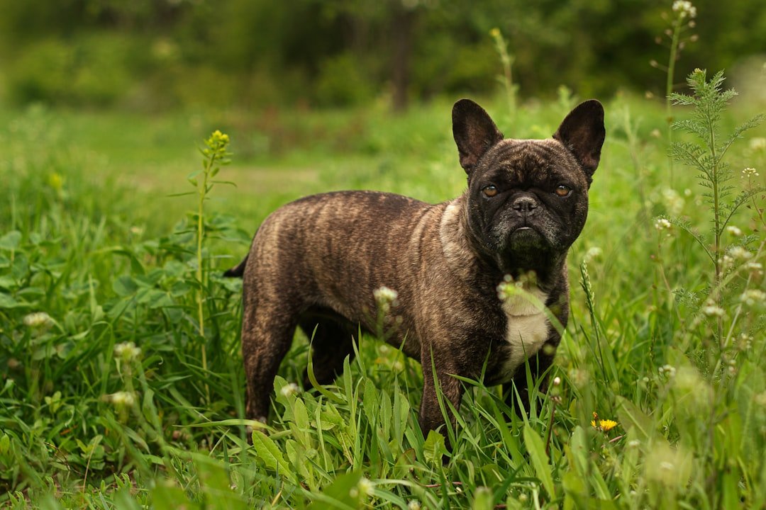 The French Bulldog: The Velcro Companion (image credits: unsplash)