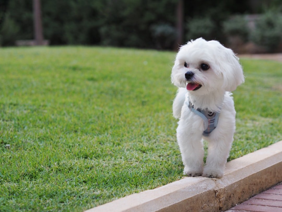 The Maltese: The Velvet Demand (image credits: unsplash)