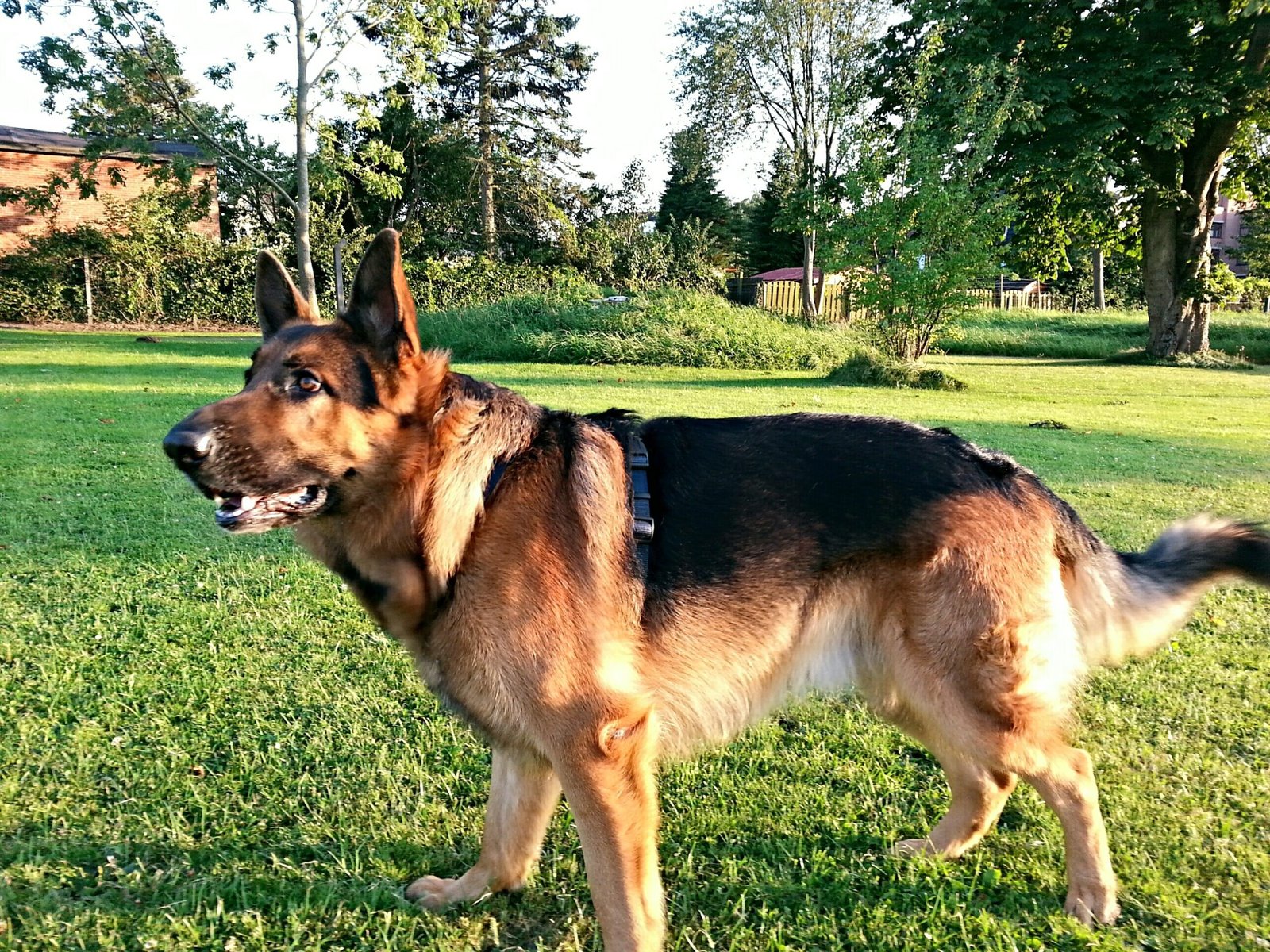 The German Shepherd: The Loyal Guardian (image credits: wikimedia)