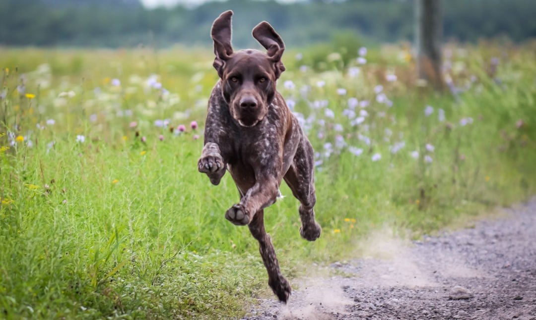 Greyhounds – Speed Over Sound (image credits: unsplash)