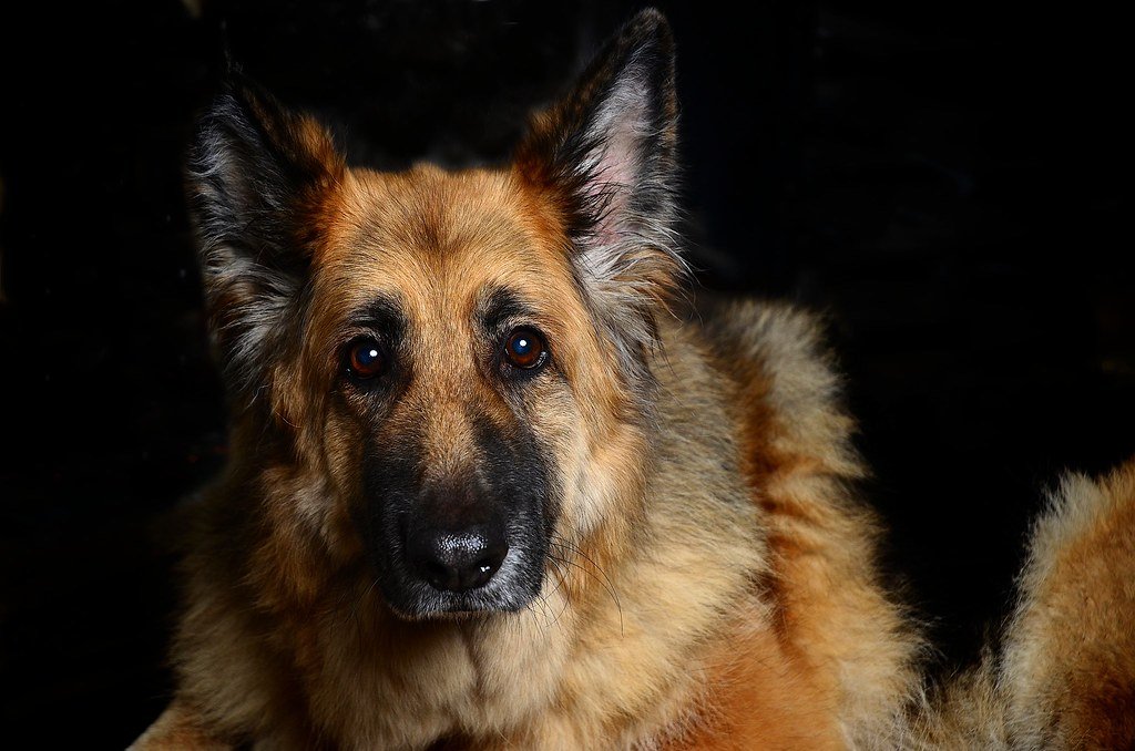 German Shepherd – The Air-Scenting Specialist (image credits: flickr)