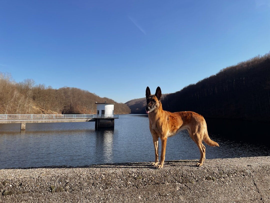 Belgian Malinois – The Speed and Scent Champion (image credits: unsplash)
