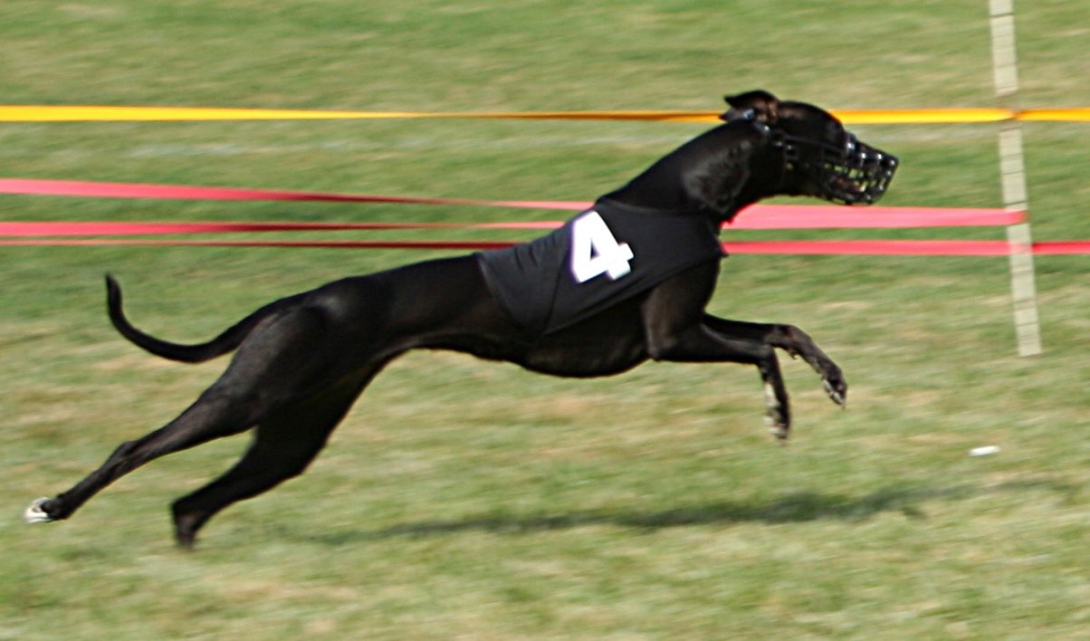Whippet – The Mini Greyhound (35 mph) (image credits: wikimedia)