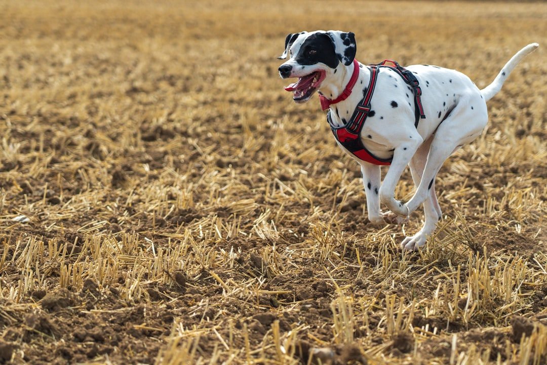 Dalmatian – The Fire Station Flash (37 mph) (image credits: unsplash)