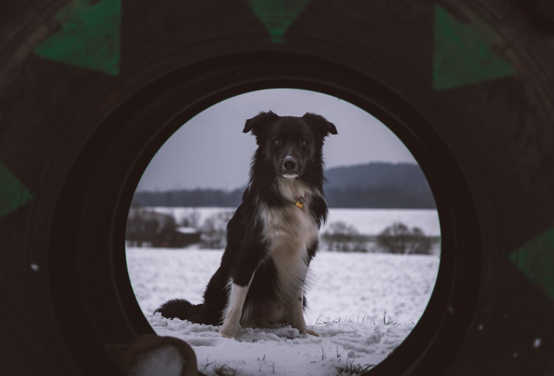 Commission a Custom Portrait (image credits: unsplash)