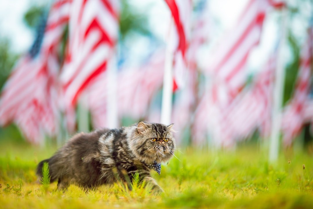 Establish a Memorial Space (image credits: unsplash)