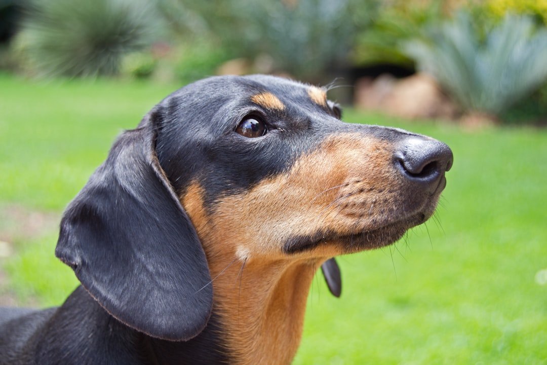 Dachshund: The Sausage Dog with Attitude (image credits: unsplash)