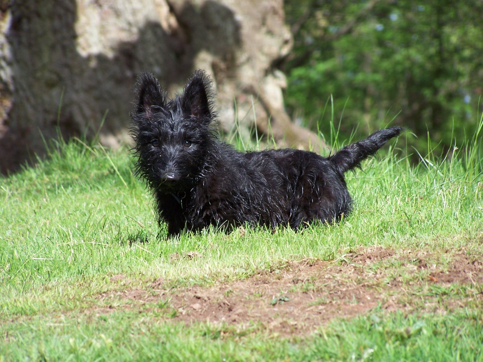 Scottish Terrier: The Feisty Little Napoleon (image credits: wikimedia)