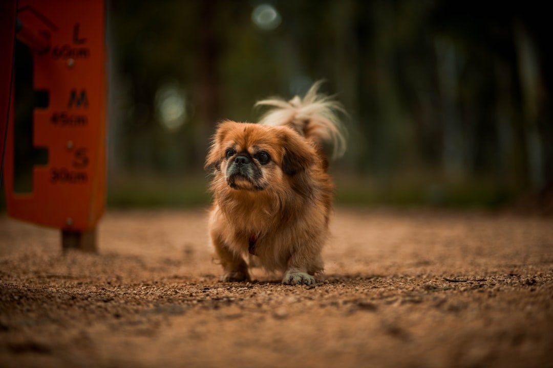 Pekingese: The Royal Lap Warmer (image credits: unsplash)