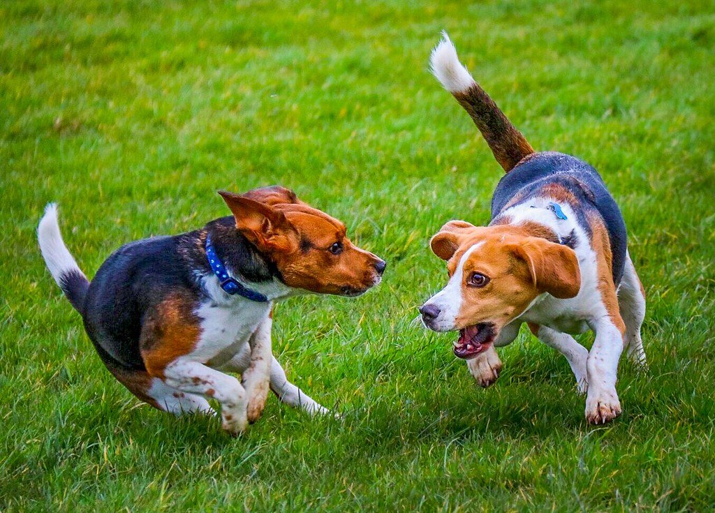 Beagle: The Scent-Driven Dreamer (image credits: flickr)